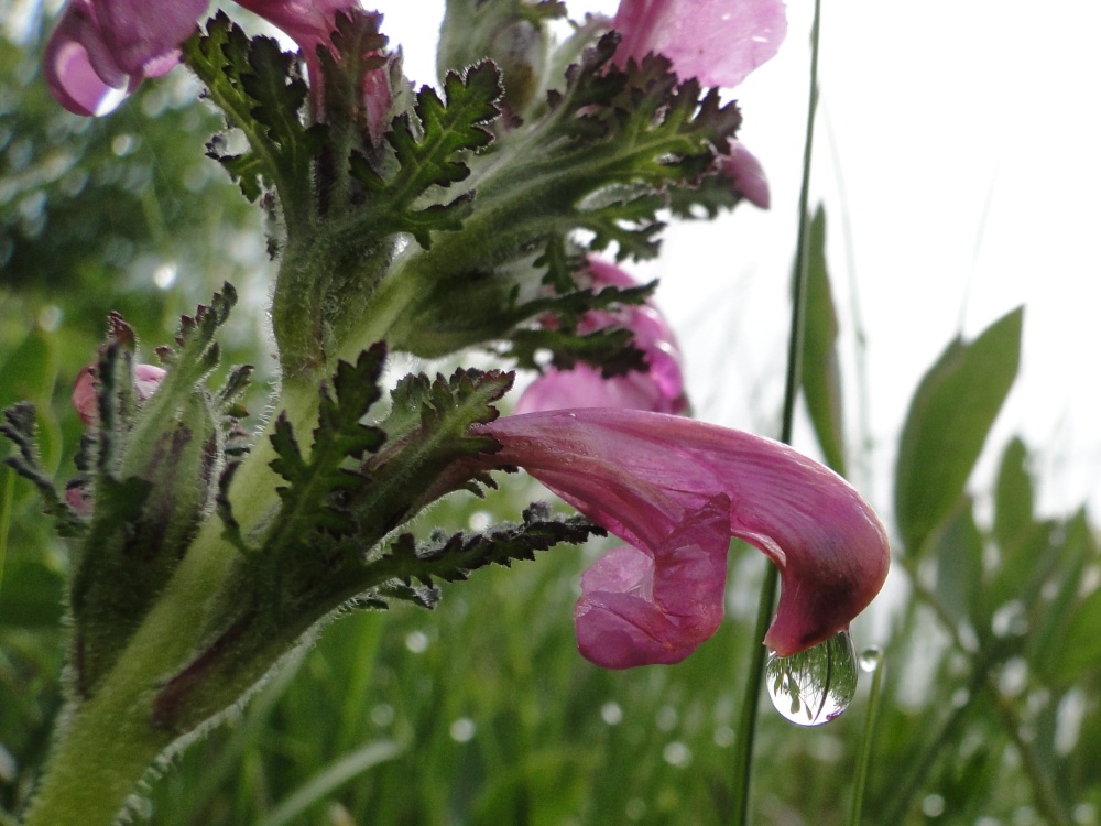 Pedicularis gyroflexa